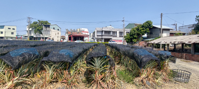 民雄秀林乙建農地