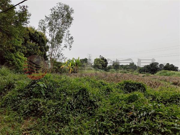 盧義路都計內農地2