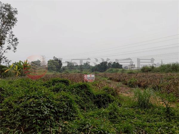 盧義路都計內農地1